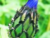 Centaurea-14-May-_2023-__