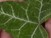 Ivyleaf