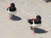 Oystercatchers