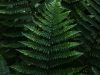 Woodland-Ferns