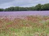 Group-walk-190526-Linseed-flowers-crimson-clover